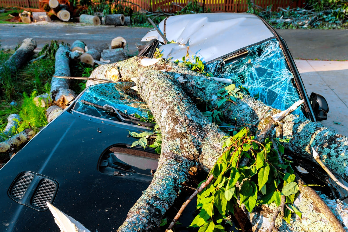 Kaskokindlustuse asendusauto - suur langenud puu on auto täiesti lömmi vajutanud